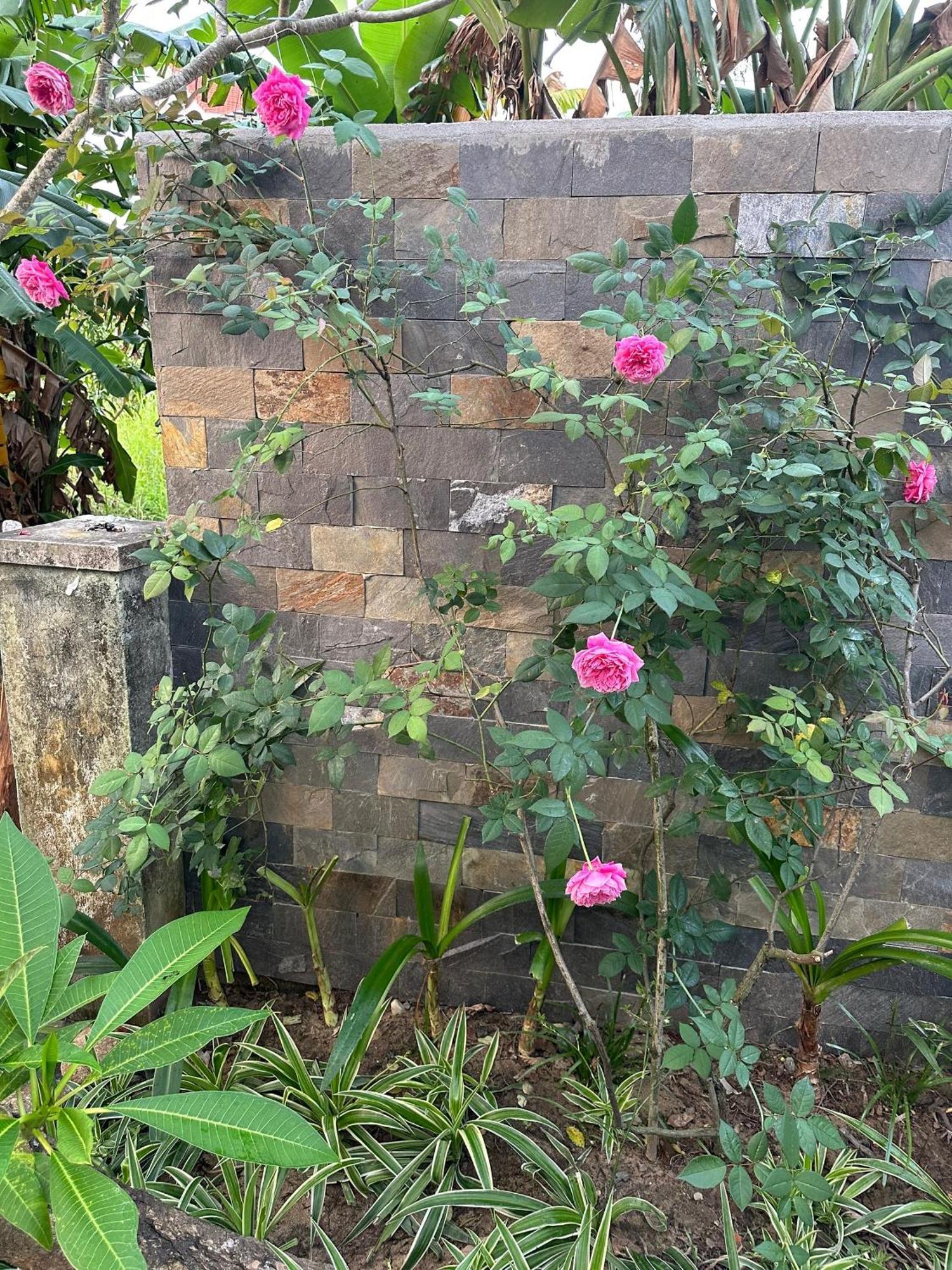 Water Palm Residence Hieu Nhon Ngoại thất bức ảnh