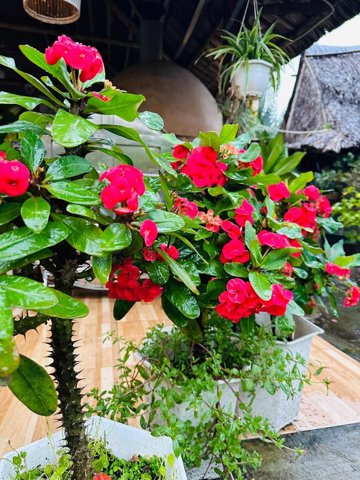 Water Palm Residence Hieu Nhon Ngoại thất bức ảnh